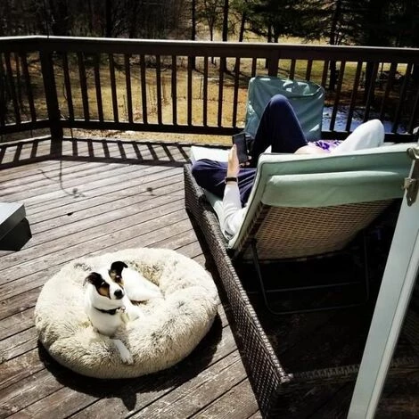 Couche Pour Chien Et Chat, Pour La Maison,Beige 40CM FUIENKO 3 Couche Pour Chien Et Chat, Pour La Maison,Beige 40CM FUIENKO – Image 3